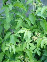 Acer negundo