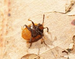 Stenotarsus commodus