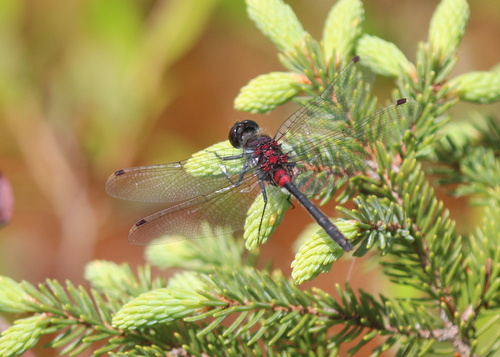 Crimson-ringed Whiteface photo 6