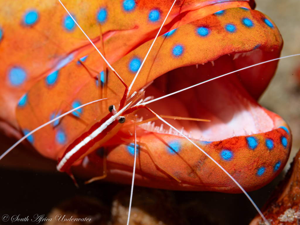The new OBIS website is live! Please be our cleaner shrimp.