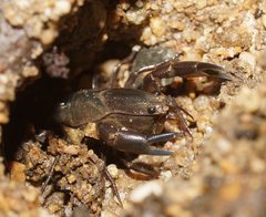 Engaeus laevis