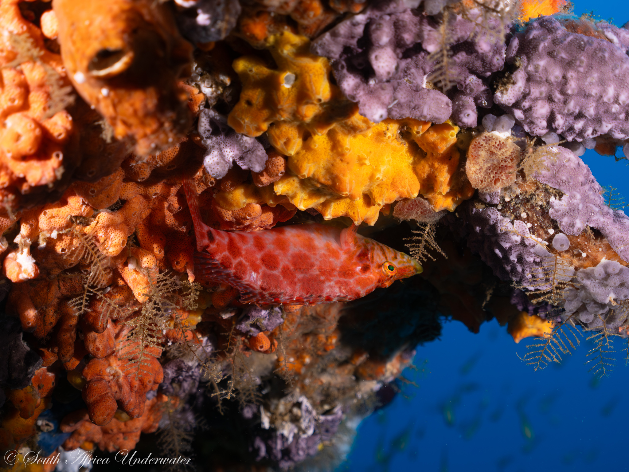 Cave Hawkfish photo 3