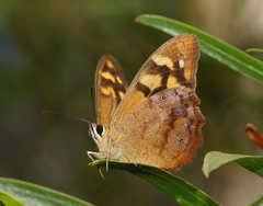 Heteronympha banksii