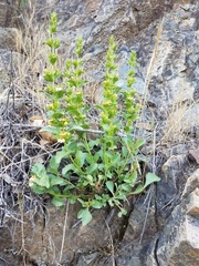 Penstemon deustus