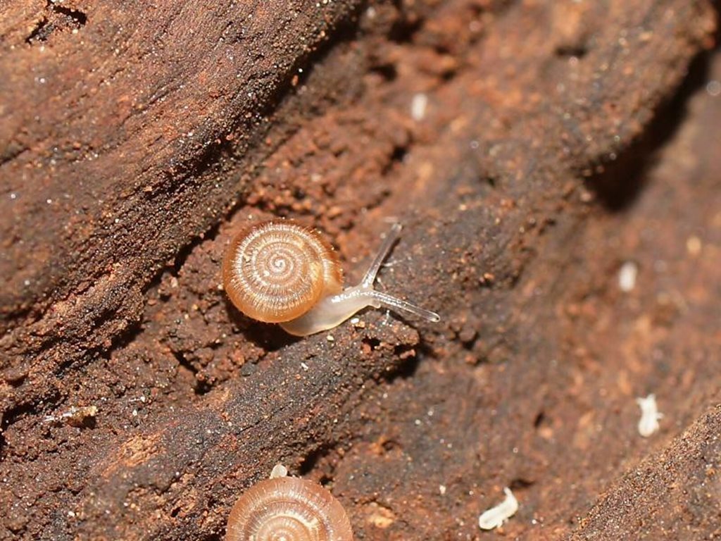 White Rippled Pinwheel Snail