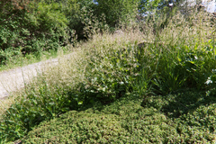 Heuchera micrantha diversifolia