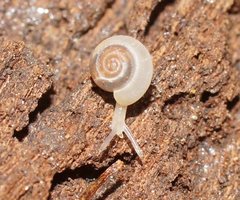 Meredithena dandenongensis