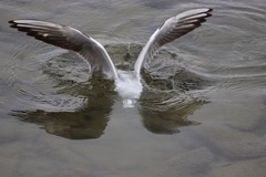 Chroicocephalus ridibundus