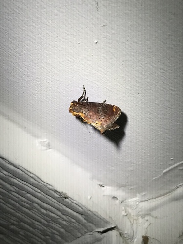 Elder Shoot Borer Moth photo 4