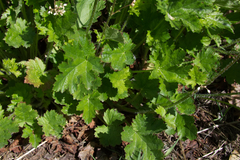 Heuchera micrantha diversifolia