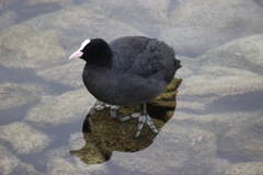 Fulica atra