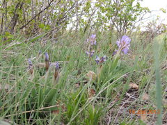 Iris glaucescens