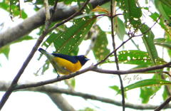 Euphonia minuta