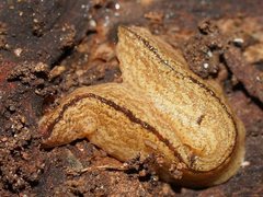 Australopacifica lucasi