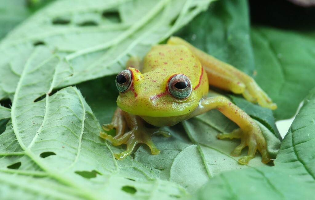 Atlantic Forest Tree Frog