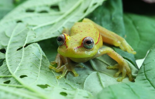 Atlantic Forest Tree Frog, Boana atlantica