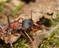 Myrmecia pulchra