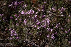 Tetratheca ericifolia