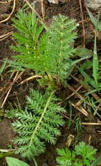 Tanacetum vulgare boreale
