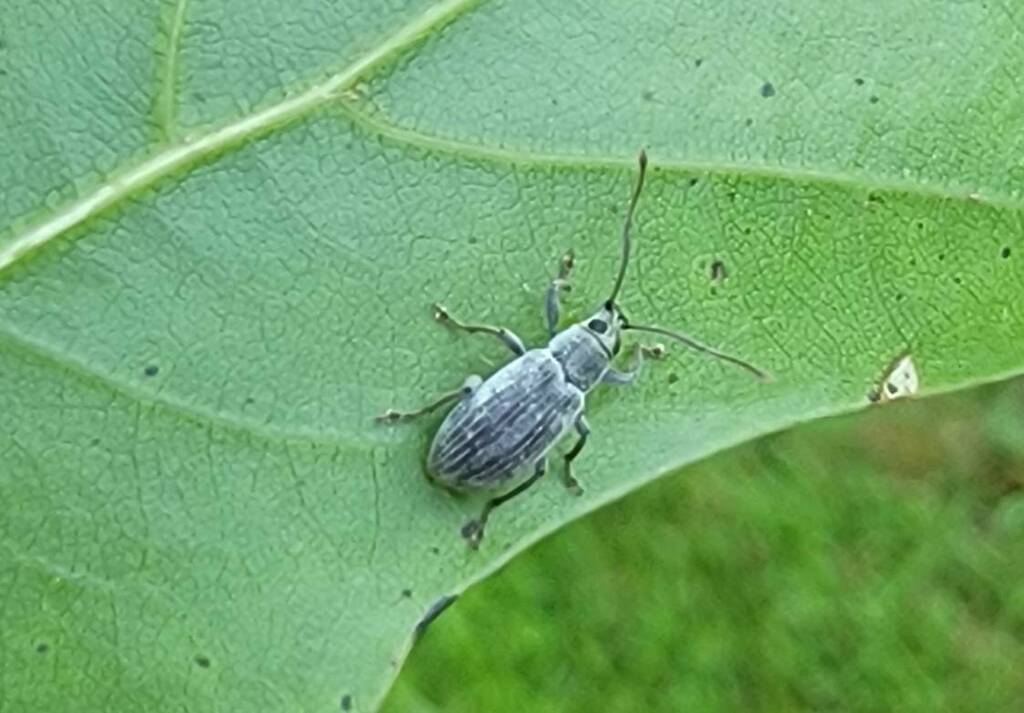 Asian Oak Weevil from Belle Isle State Park, Lancaster, VA on June 13 ...