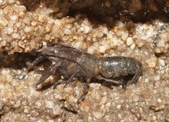 Engaeus laevis