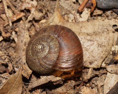 Common Southern Carnivorous Snail