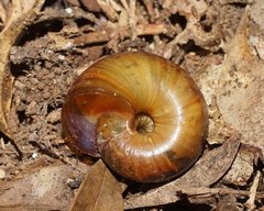 Austrorhytida capillacea