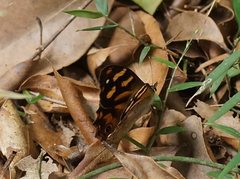 Heteronympha banksii