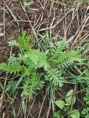 Tanacetum vulgare boreale