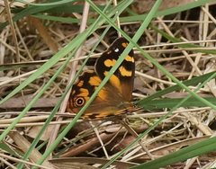 Heteronympha banksii