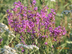 Lythrum virgatum