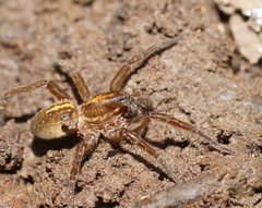 Dolomedes alexandri