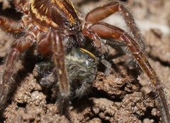 Dolomedes alexandri