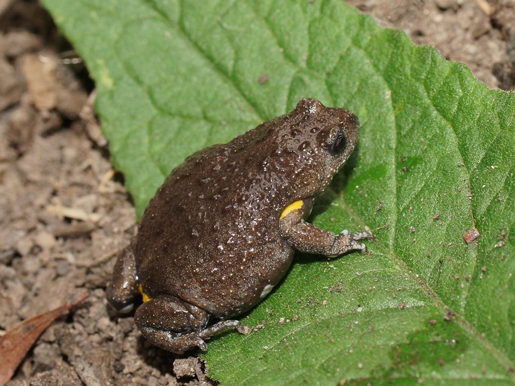 Dendy's Toadlet