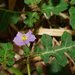 Forest Nightshade - Photo (c) Reiner Richter, some rights reserved (CC BY-NC-SA)