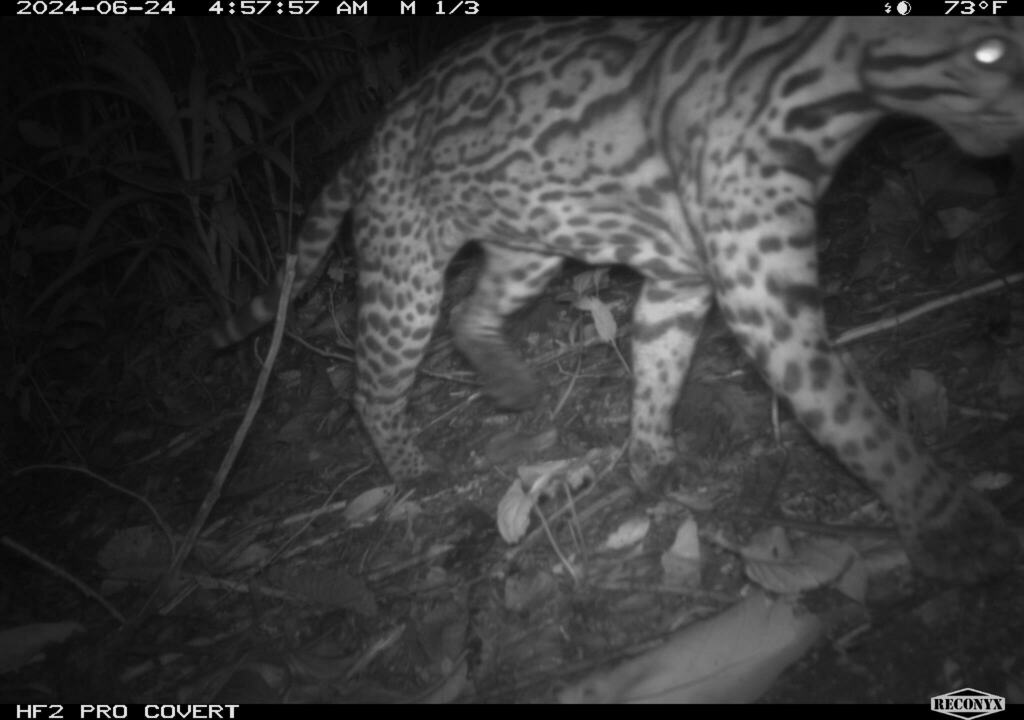 Ocelot from Heredia, Sarapiquí, Barrio Flaminia, Costa Rica on June 24 ...