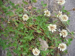 Trifolium repens