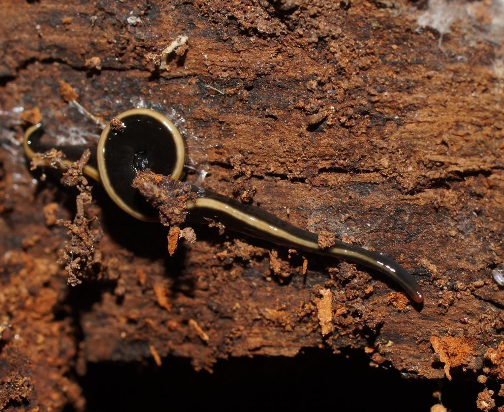 Australopacifica dendyi