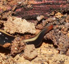 Australopacifica dendyi