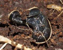 Australopacifica dendyi