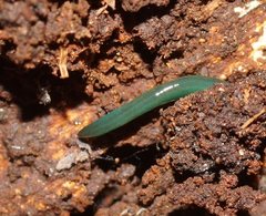 Australopacifica dendyi