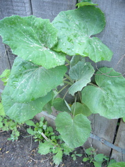 Tussilago farfara
