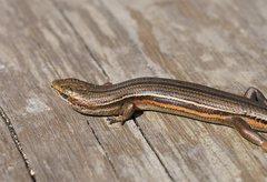 Pseudemoia cryodroma