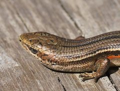 Pseudemoia cryodroma