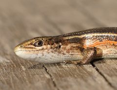 Pseudemoia cryodroma