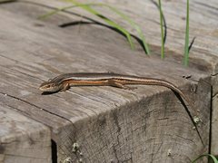 Pseudemoia cryodroma