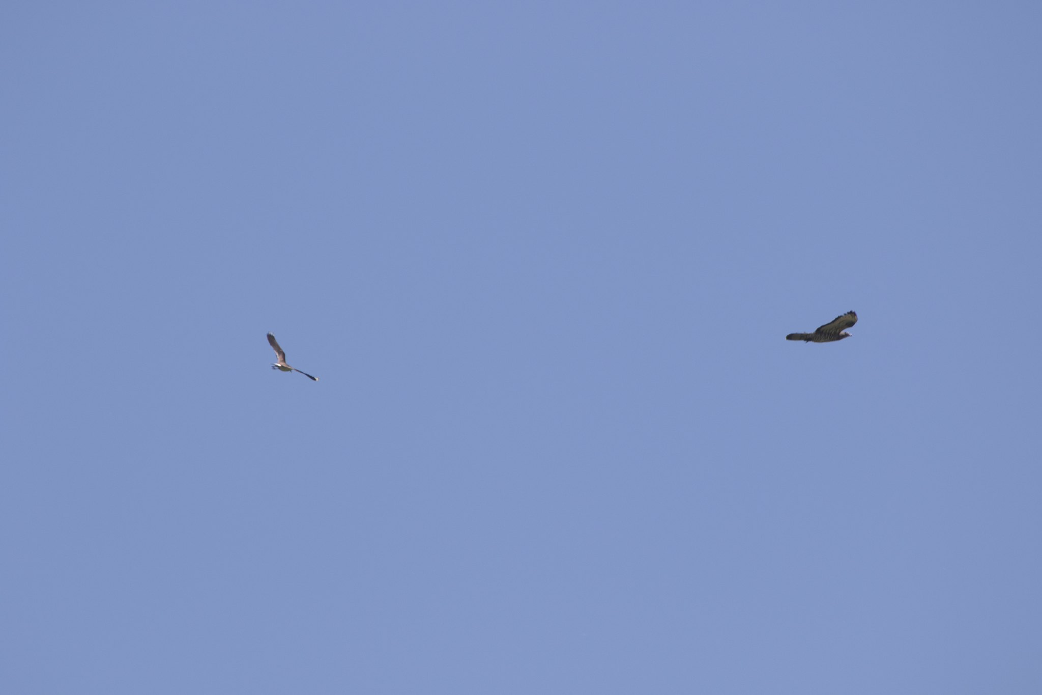 European Honey Buzzard