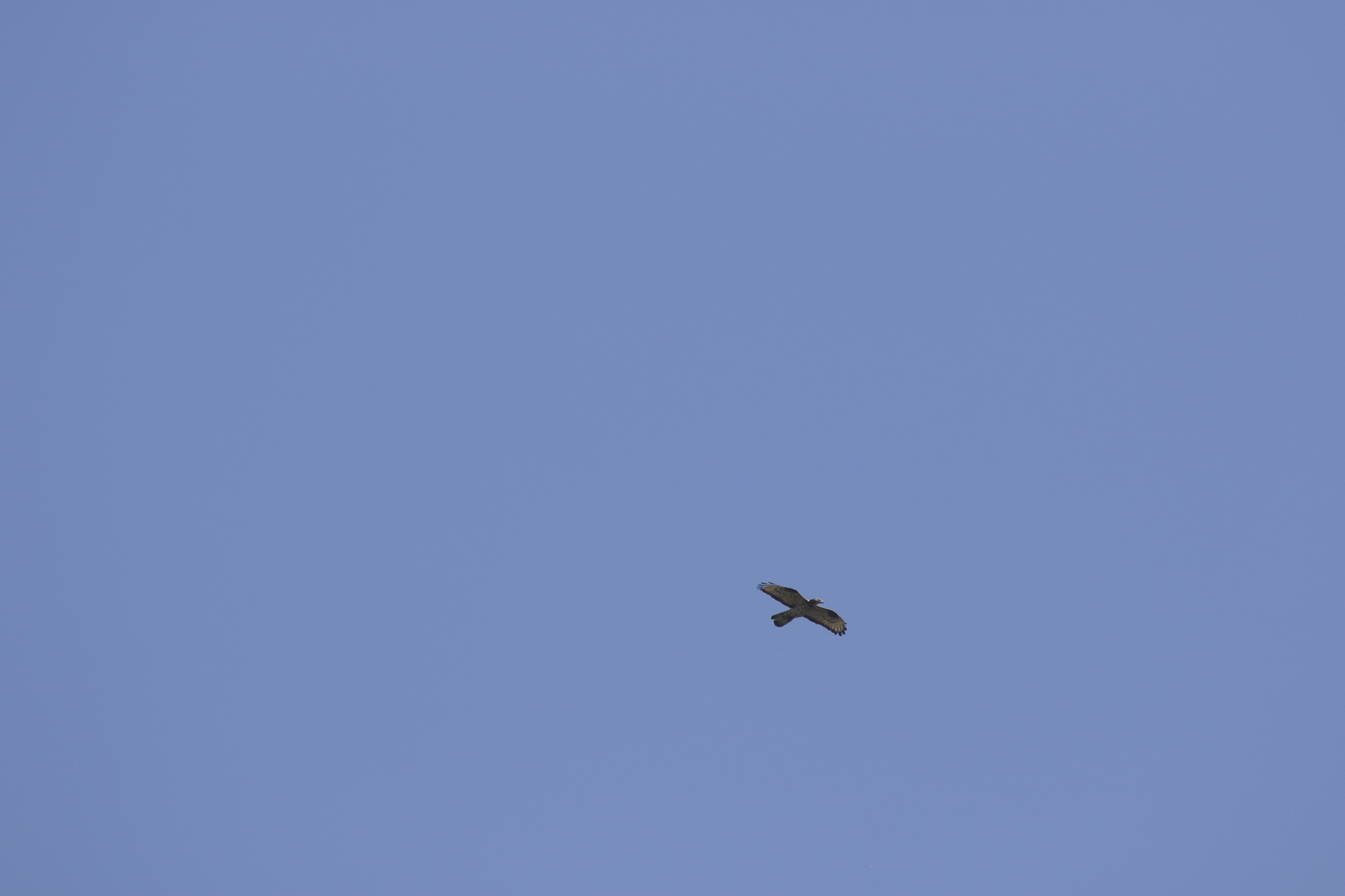 European Honey Buzzard