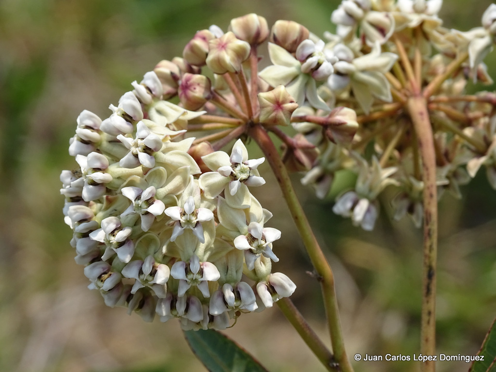 Asclepias glaucescens