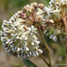 Nodding Milkweed - Photo (c) Juan Carlos López Domínguez, some rights reserved (CC BY-NC), uploaded by Juan Carlos López Domínguez